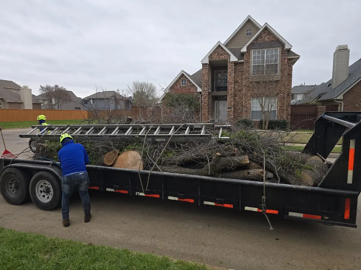 Expert Tree Pest Control with proper safety equipment in Daggett